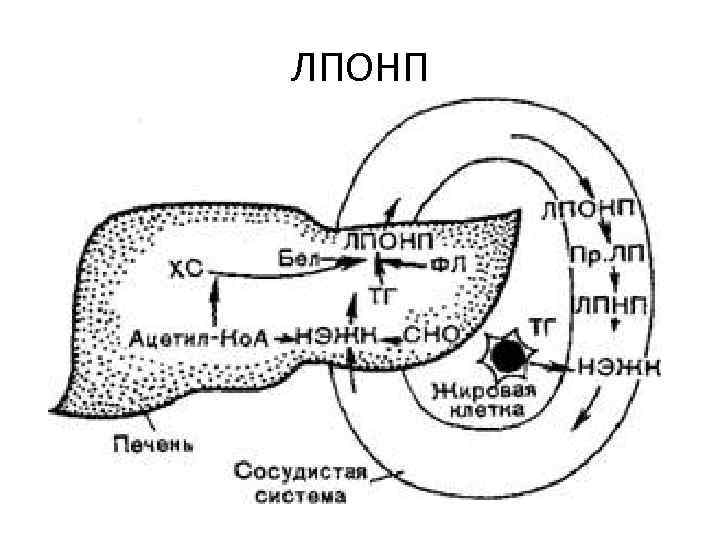 ЛПОНП 