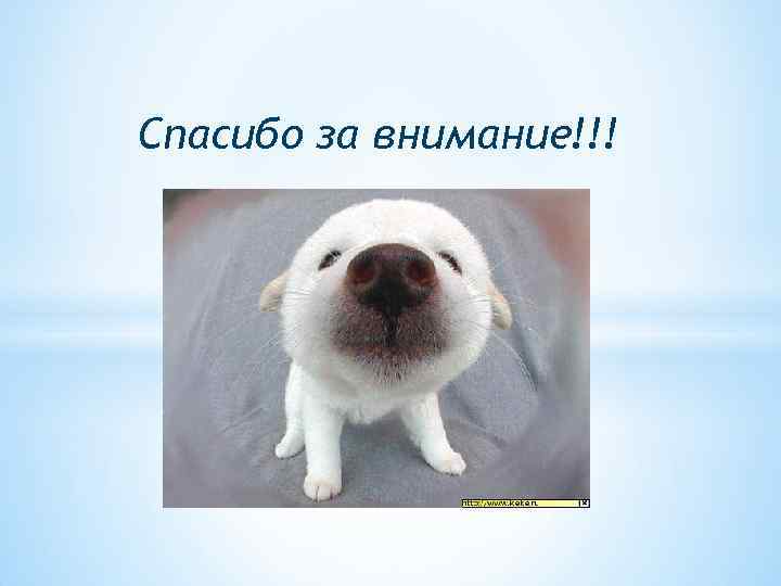 Спасибо за внимание!!! 