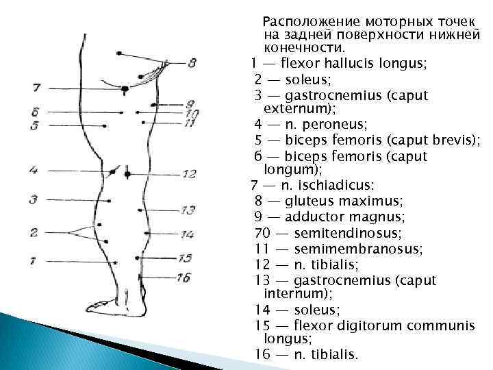 Расположение моторных точек на задней поверхности нижней конечности. 1 — flexor hallucis longus; 2