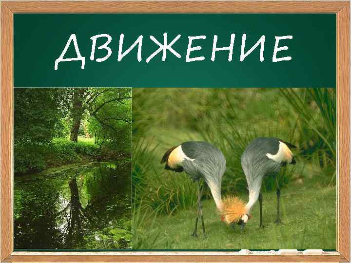 ДВИЖЕНИЕ 