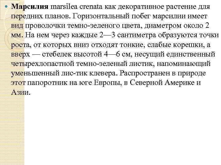  Марсилия marsilea crenata как декоративное растение для передних планов. Горизонтальный побег марсилии имеет