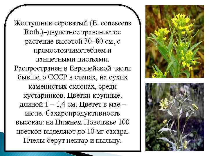 Желтушник сероватый (Е. conescens Roth. )–двулетнее травянистое растение высотой 30– 80 см, с прямостоячимстеблем