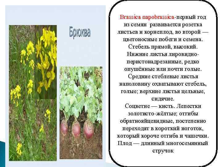 Brassica napobrassica-первый год из семян развивается розетка листьев и корнеплод, во второй — цветоносные