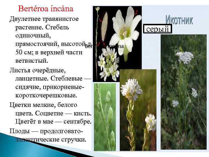 Bertéroa incána Двулетнее травянистое растение. Стебель одиночный, прямостоячий, высотой. Bertéroa incána до 50 см;