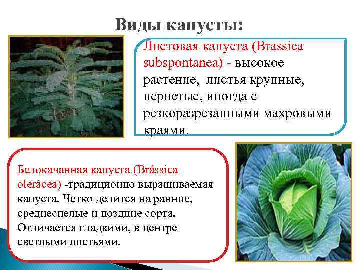 Виды капусты: Листовая капуста (Brassica subspontanea) - высокое растение, листья крупные, перистые, иногда с