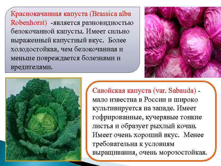 Краснокачанная капуста (Brassica alba Robenhorst) -является разновидностью белокочанной капусты. Имеет сильно выраженный капустный вкус.