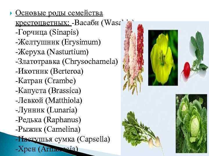  Основые роды семейства крестоцветных: -Васаби (Wasabia) -Горчица (Sinapis) -Желтушник (Erysimum) -Жеруха (Nasturtium) -Златотравка