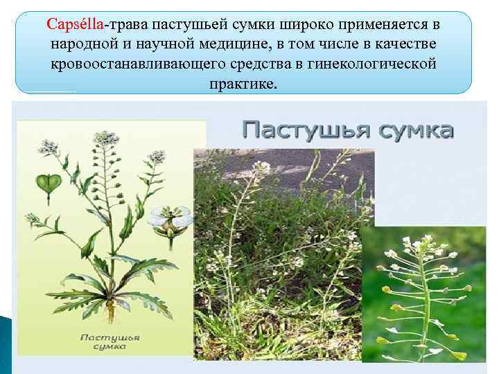 Capsélla-трава пастушьей сумки широко применяется в народной и научной медицине, в том числе в