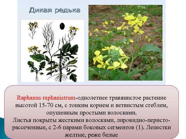 Raphanus raphanistrum-однолетнее травянистое растение высотой 15 -70 см, с тонким корнем и ветвистым стеблем,