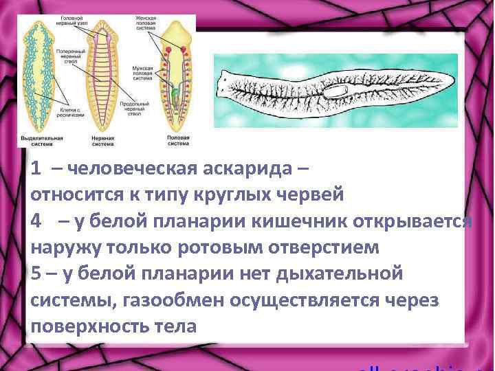 Дыхание дождевого червя. Белая планария дыхательная система. Пищеварительная система червя планария. Система органов белой планарии таблица дыхание. Строение пищеварительной системы молочной планарии.