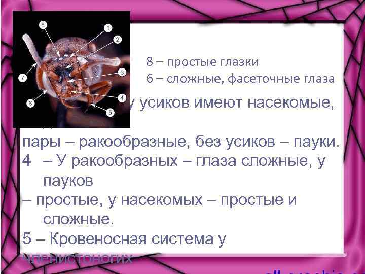 Обладать сложный. Строение глаз паукообразных. Глаза паукообразных простые или сложные. Простые и сложные глаза у насекомых или паукообразных. Глаза у паукообразных сложные.