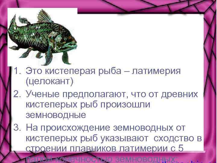 Объясните происхождение земноводные. Представители кистеперых рыб. Латимерия. Древних кистеперых рыб. Латимерия признаки рыб и земноводных.