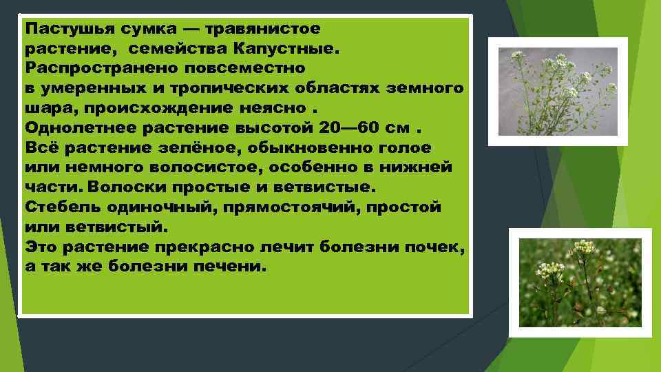 Рассмотрите рисунок 112 смена растительности с высотой умеренных и тропических широтах