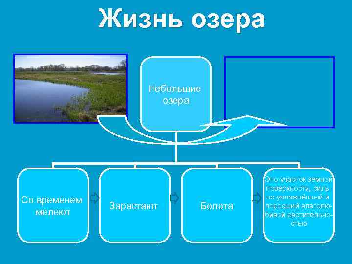 Жизнь озера Небольшие озера Со временем мелеют Зарастают Болота Это участок земной поверхности, сильно