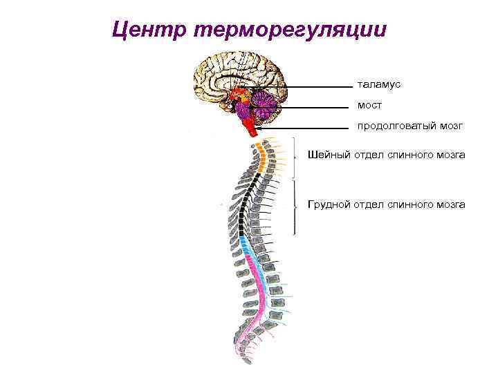 Шейный мозг