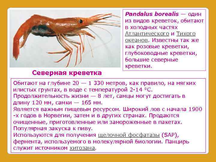 Северная креветка Pandalus borealis — один из видов креветок, обитают в холодных частях Атлантического