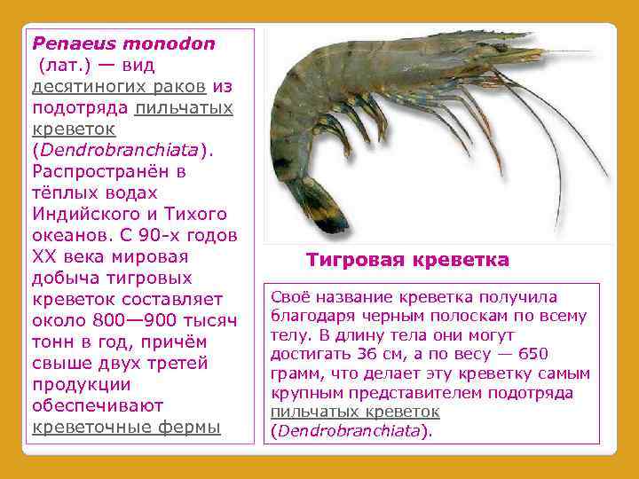 Penaeus monodon (лат. ) — вид десятиногих раков из подотряда пильчатых креветок (Dendrobranchiata). Распространён