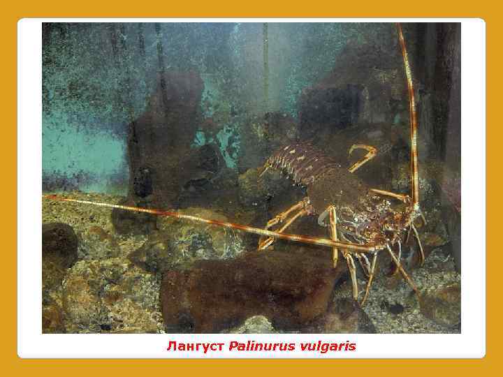 Лангуст Palinurus vulgaris 