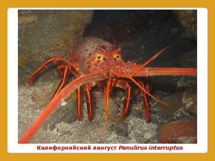Калифорнийский лангуст Panulirus interruptus 