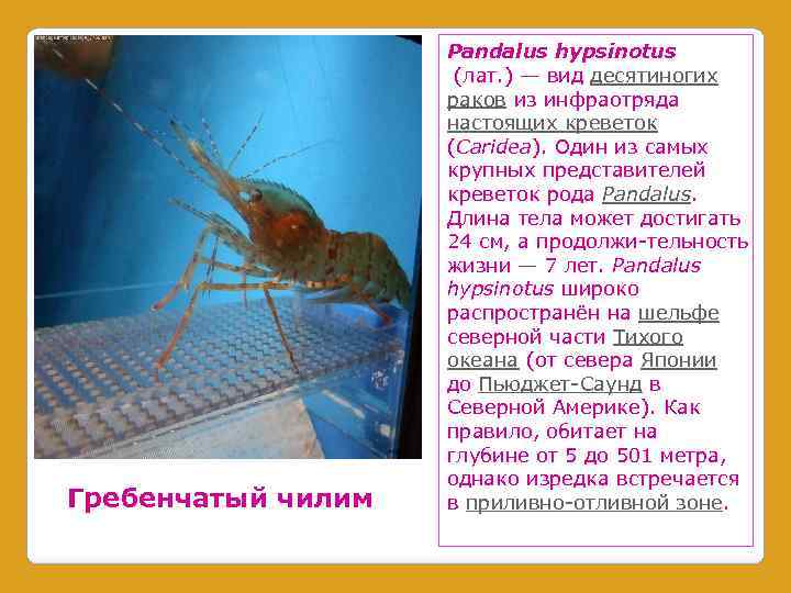 Гребенчатый чилим Pandalus hypsinotus (лат. ) — вид десятиногих раков из инфраотряда настоящих креветок