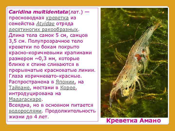 Caridina multidentata(лат. ) — пресноводная креветка из семейства Atyidae отряда десятиногих ракообразных. Длина тела