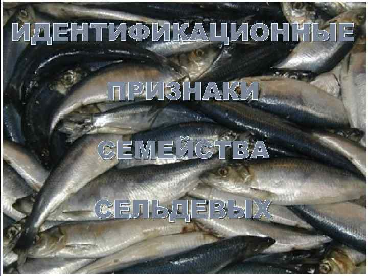 ИДЕНТИФИКАЦИОННЫЕ ПРИЗНАКИ СЕМЕЙСТВА СЕЛЬДЕВЫХ 