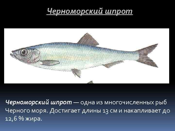 Черноморский шпрот — одна из многочисленных рыб Черного моря. Достигает длины 13 см и