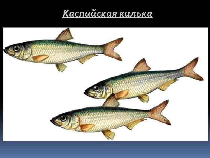 Каспийская килька 