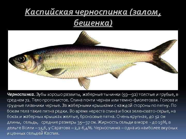Каспийская черноспинка (залом, бешенка) Черноспинка. Зубы хорошо развиты, жаберные тычинки (59— 92) толстые и