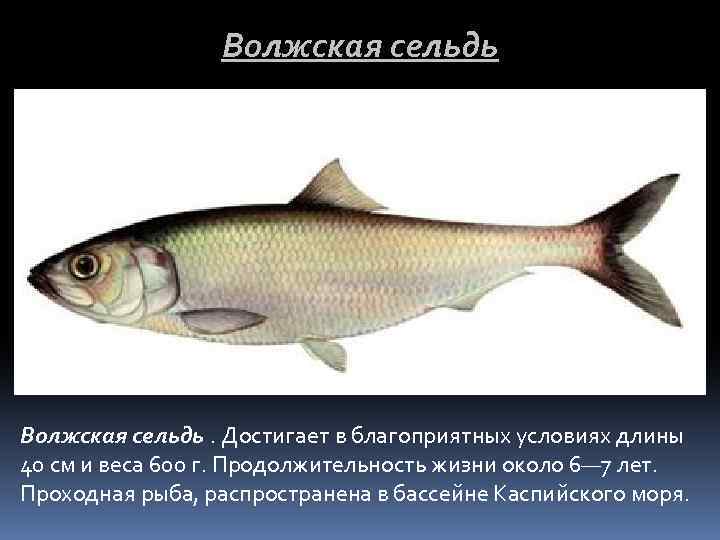 Волжская сельдь. Достигает в благоприятных условиях длины 40 см и веса 600 г. Продолжительность