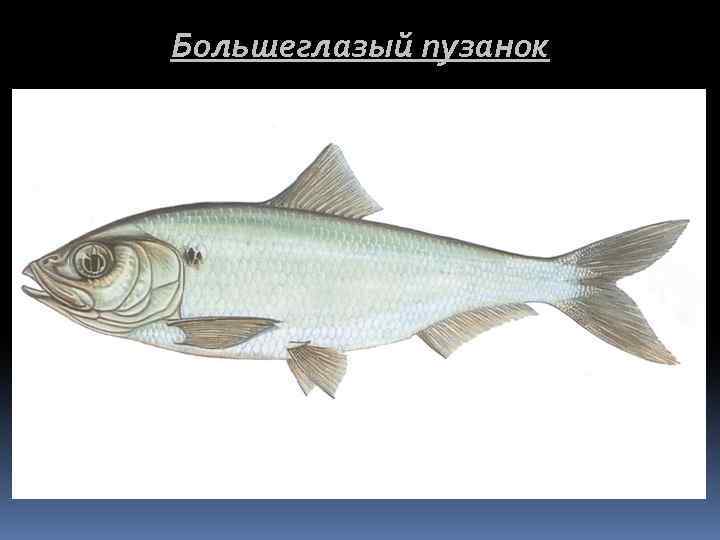 Большеглазый пузанок 