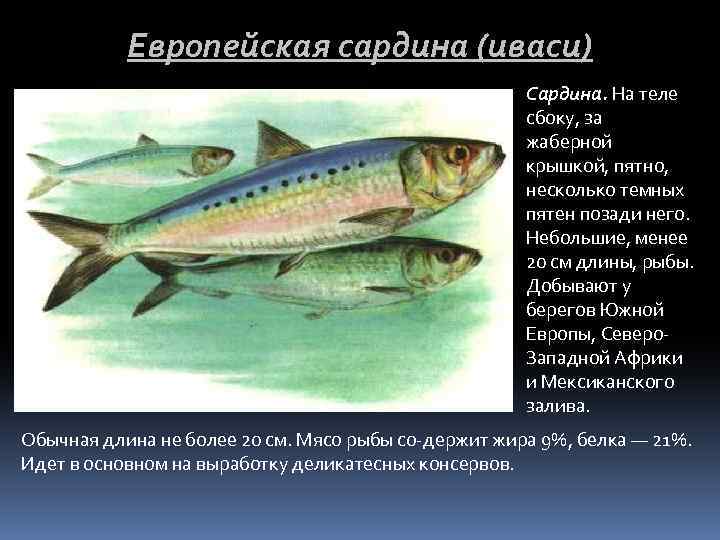 Европейская сардина (иваси) Сардина. На теле сбоку, за жаберной крышкой, пятно, несколько темных пятен