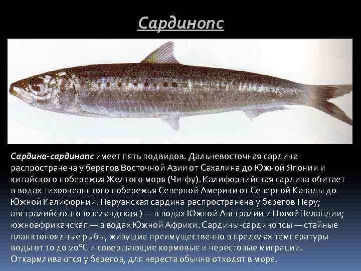 Сардинопс Сардина-сардинопс имеет пять подвидов. Дальневосточная сардина распространена у берегов Восточной Азии от Сахалина