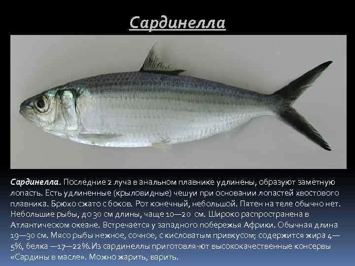 Сардинелла. Последние 2 луча в анальном плавнике удлинены, образуют заметную лопасть. Есть удлиненные (крыловидные)