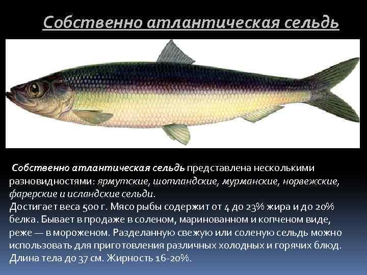 Собственно атлантическая сельдь представлена несколькими разновидностями: ярмутские, шотландские, мурманские, норвежские, фарерские и исландские сельди.