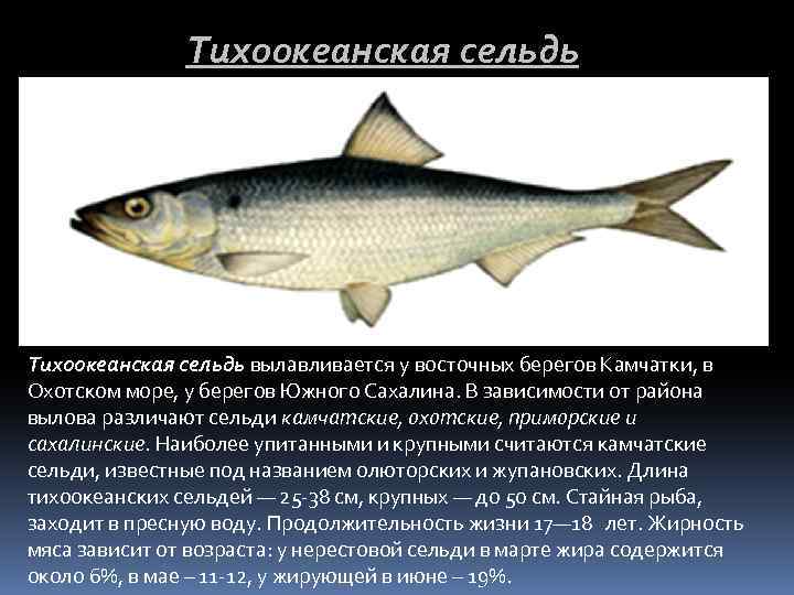 Тихоокеанская сельдь вылавливается у восточных берегов Камчатки, в Охотском море, у берегов Южного Сахалина.