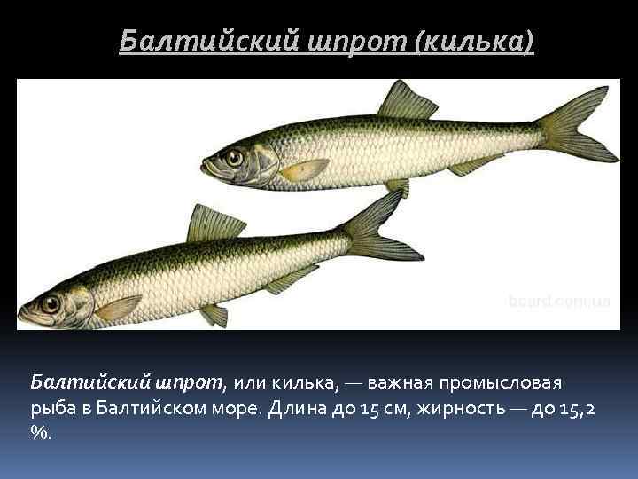 Балтийский шпрот (килька) Балтийский шпрот, или килька, — важная промысловая рыба в Балтийском море.