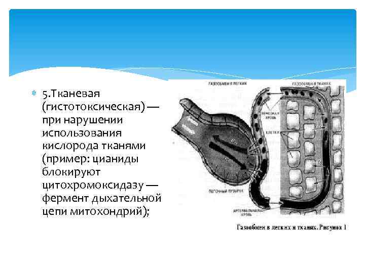  5. Тканевая (гистотоксическая) — при нарушении использования кислорода тканями (пример: цианиды блокируют цитохромоксидазу