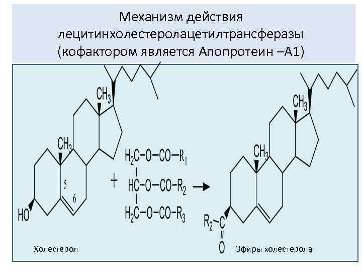 Механизм действия лецитинхолестеролацетилтрансферазы (кофактором является Апопротеин –А 1) Холестерол Эфиры холестерола 