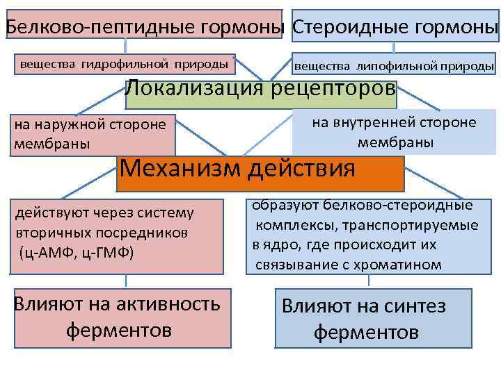 Белково-пептидные гормоны Стероидные гормоны вещества гидрофильной природы вещества липофильной природы Локализация рецепторов на наружной