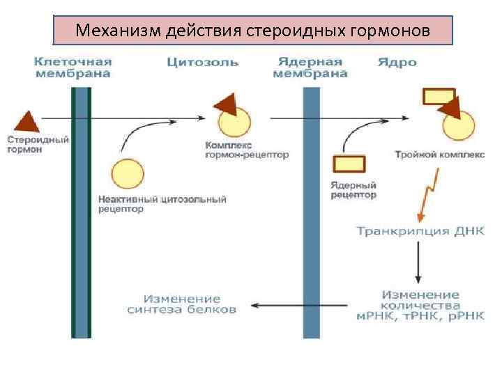 Механизм действия стероидных гормонов 