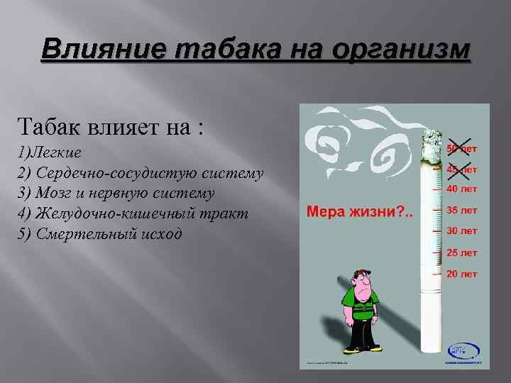 Влияние табака на организм Табак влияет на : 1)Легкие 2) Сердечно-сосудистую систему 3) Мозг
