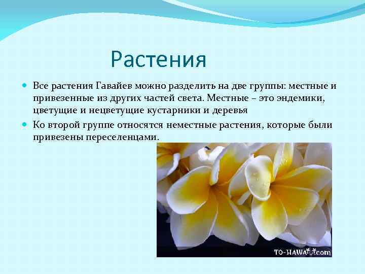  Растения Все растения Гавайев можно разделить на две группы: местные и привезенные из