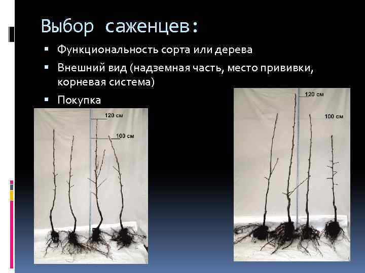 Выбор саженцев: Функциональность сорта или дерева Внешний вид (надземная часть, место прививки, корневая система)