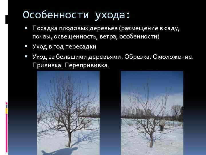 Особенности ухода: Посадка плодовых деревьев (размещение в саду, почвы, освещенность, ветра, особенности) Уход в