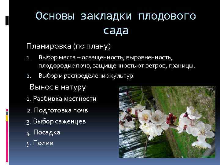 Основы закладки плодового сада Планировка (по плану) 1. Выбор места – освещенность, выровненность, плодородие