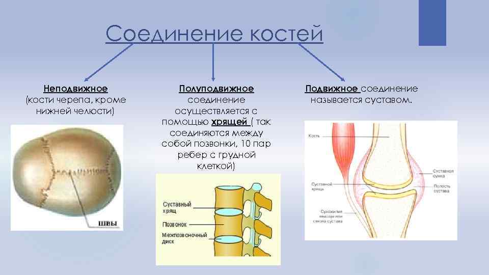 Кости полуподвижное соединение пример. Соединение костей черепа подвижное неподвижное. Типы соединения костей. Подвижные соединения костей.
