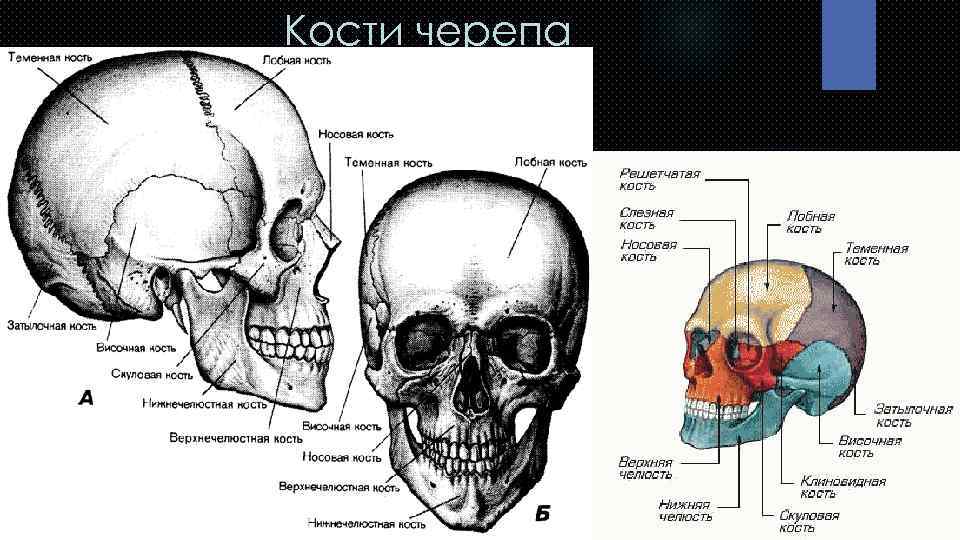 Кости черепа 