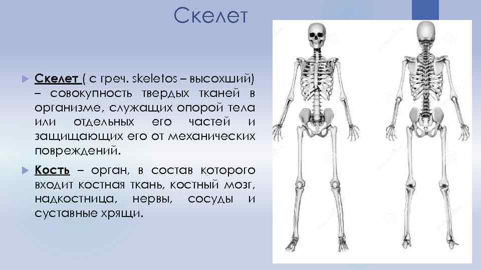 Скелет ( с греч. skeletos – высохший) – совокупность твердых тканей в организме, служащих
