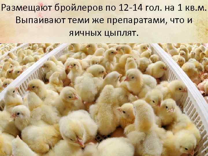 Размещают бройлеров по 12 -14 гол. на 1 кв. м. Выпаивают теми же препаратами,
